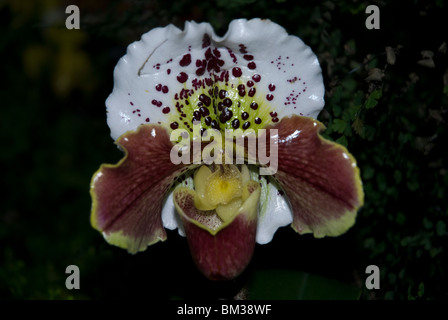 Paphiopedilum o Lady pantofola orchidee crescere in una serra in West London REGNO UNITO Foto Stock