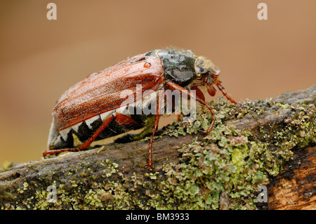 Comune, Cockchafer Maybug (Melolontha melolontha). Adulto strisciando sul log vecchi nella foresta di querce. Foto Stock