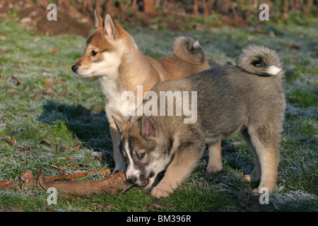 Westsibirischer Laika Welpen / Laika cuccioli Foto Stock