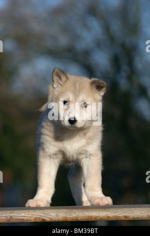 Stehender Westsibirischer Laika / Laika permanente Foto Stock