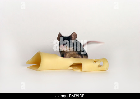 Maus mit Käse / mouse con formaggio Foto Stock