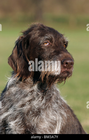 Deutsch Drahthaar / Tedesco Wirehaired puntatore Foto Stock