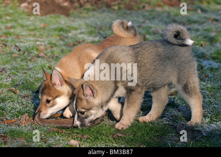 Westsibirischer Laika Welpen / Laika cuccioli Foto Stock