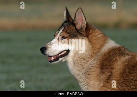 Westsibirscher Laika ritratto Foto Stock