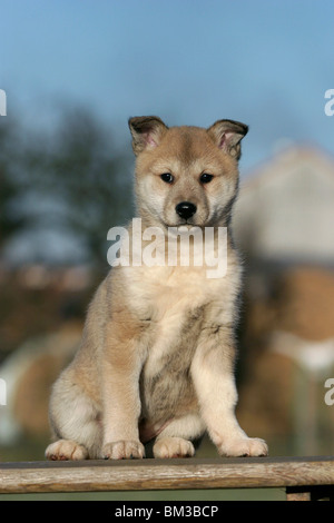 Sitzender Westsibirischer Laika / seduta laika Foto Stock