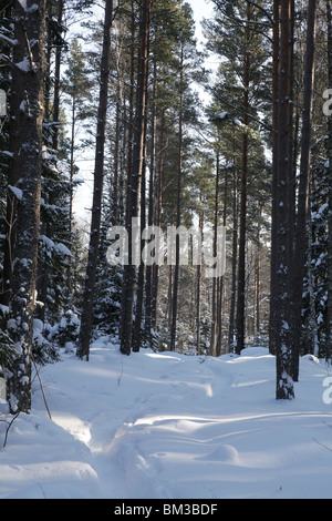 SENTIERO FORESTALE PROFONDI ALBERI INVERNALI: Percorso attraverso la foresta innevata vicino a Godby sulla terraferma dell'arcipelago di Aland tra Finlandia Svezia Inverno Foto Stock