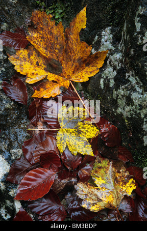 Autunno ancora la vita come osservabile lungo la gola, Gorge vicino a Bled, Gorenjska, Slovenia Foto Stock