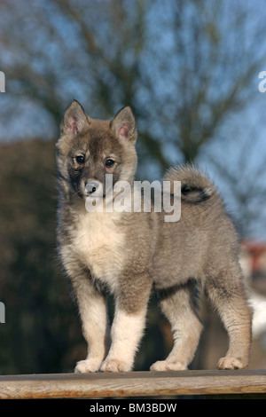 Stehender Westsibirischer Laika / Laika permanente Foto Stock