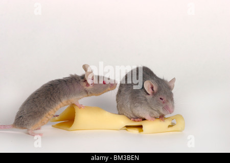 Mäuse mit Käse / topi con formaggio Foto Stock