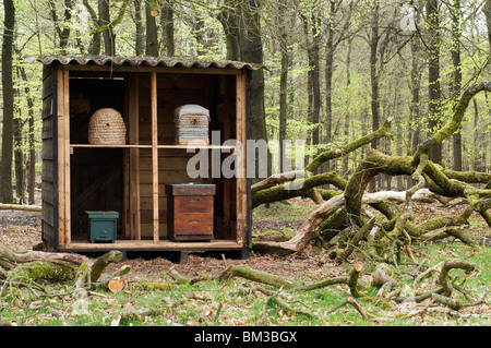 European miele delle api (Apis mellifica, Apis mellifera), alveari in piedi in una foresta. Foto Stock