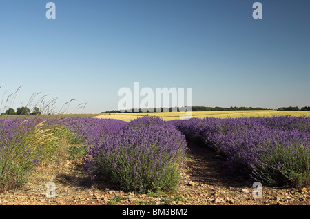 Campi di lavanda contro [blue sky] in estate, [Cotswold Fattoria di Lavanda], Snowshill, England, Regno Unito Foto Stock