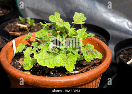 Foglie profumate Pelargonium con foglie verdi, una giovane pianta che cresce in un piccolo vaso in terracotta Foto Stock