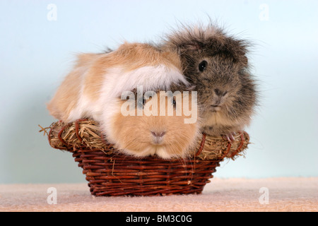 Rosettenmeerschweinchen im Körbchen / cavie nel cestello Foto Stock