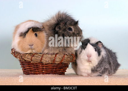 Rosettenmeerschweinchen im Körbchen / cavie nel cestello Foto Stock