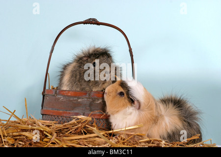 Rosettenmeerschweinchen im Körbchen / cavie nel cestello Foto Stock