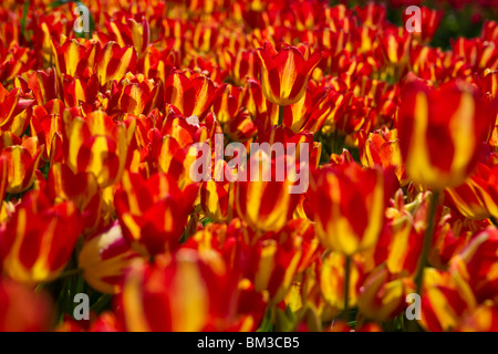 Fiori di tulipani bicolor in georgette rossi Holland Michigan MI vista aerea da sopra primo piano immagini foto orizzontali in USA US ad alta risoluzione Foto Stock
