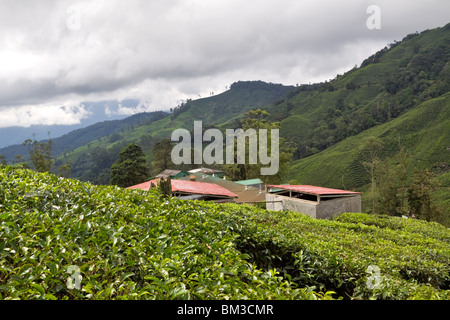 Fairlie Tea Garden, Cameron Highlands, Pahang, Malaysia. Foto Stock