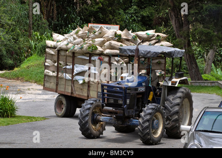 Un trattore tira un carro carico di sacchi raccolti di fresco tè presso Fairlie Tea Garden, Cameron Highlands, Malaysia Foto Stock