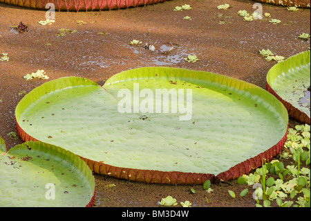 Giglio gigante pad (Victoria amazonica) a forma di cuore in Amazzonia, Perù Foto Stock