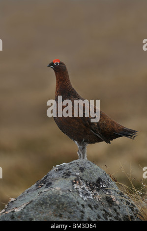 Red Grouse, Willow Grouse (Lagopus lagopus scoticus). Voce maschile in piedi su una roccia, Scozia. Foto Stock