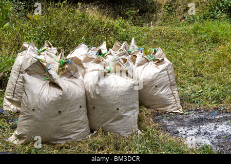Sacchetti di appena raccolto il tè in attesa dei mezzi di trasporto in corrispondenza di una piantagione di tè in Cameron Highlands, Pahang, Malaysia Foto Stock