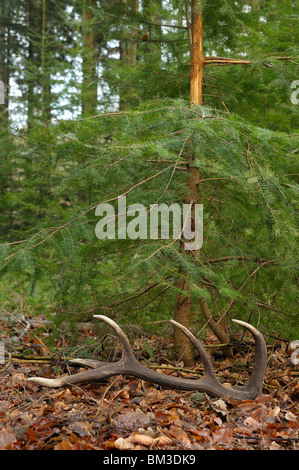 Il cervo (Cervus elaphus), di corna sparso nel bosco di abete rosso. Foto Stock
