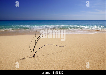 Coral macro ancora nei Caraibi sabbia, mare Foto Stock