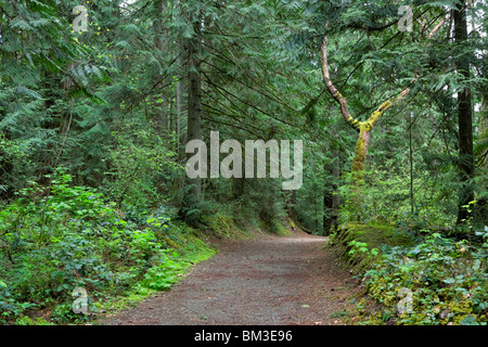 La via attraverso la foresta. Conifere e latifoglie un sottobosco sono tipici della foresta pluviale temperata del Nord Ovest del Pacifico Foto Stock