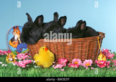 Junge Kaninchen im Körbchen / giovani coniglietti nel cestello Foto Stock