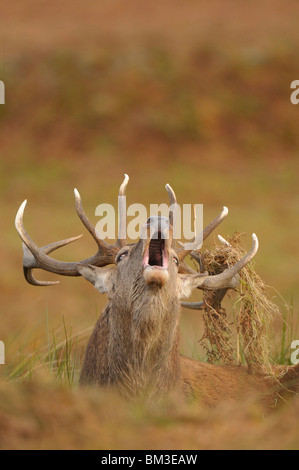 Il cervo (Cervus elaphus). Feste di addio al celibato in autunnali ruggente rut, Leicestershire, Regno Unito Foto Stock