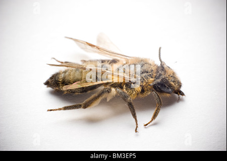 Morti e polverosa miele delle api Foto Stock