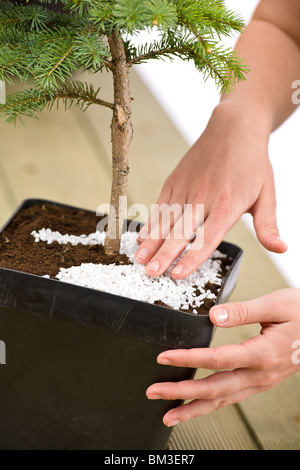 Giardinaggio - mani femminili si prendono cura di albero di bonsai Foto Stock