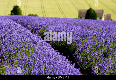Campi di lavanda, [Cotswold Fattoria di Lavanda], Snowshill, Cotswolds, England, Regno Unito Foto Stock