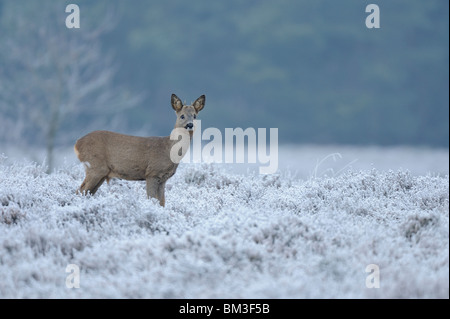 Unione Il capriolo (Capreolus capreolus). Bambino maschio in habitat invernale, Paesi Bassi. Foto Stock