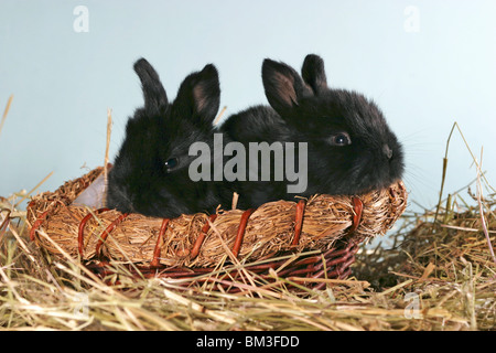 Junge Kaninchen im Körbchen / giovani coniglietti nel cestello Foto Stock