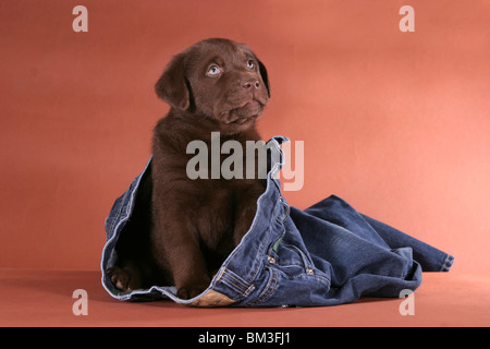 Sitzender Labrador Welpe / seduta Labrador cucciolo Foto Stock