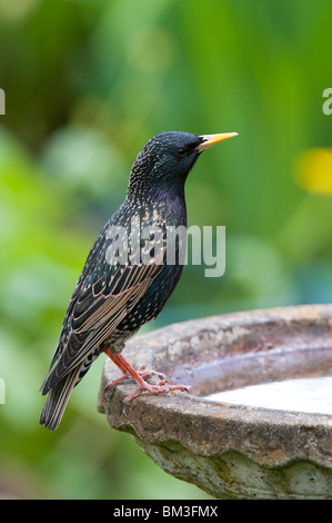 Lo Sturnus vulgaris. Starling su un bagno uccelli in un giardino inglese Foto Stock