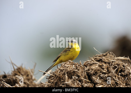 Blue-headed wagtail giallo la caccia sul mucchio di letame (anche Ashy-headed wagtail) Foto Stock