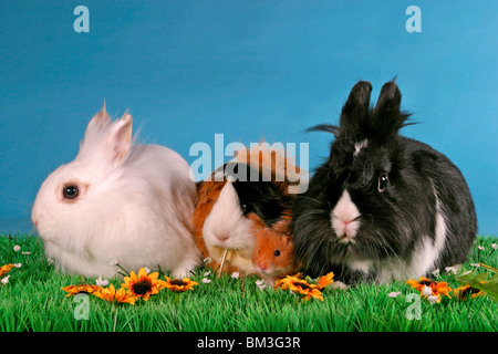 Löwenköpfchen & Rosettenmeerschwein / coniglietti & cavia Foto Stock