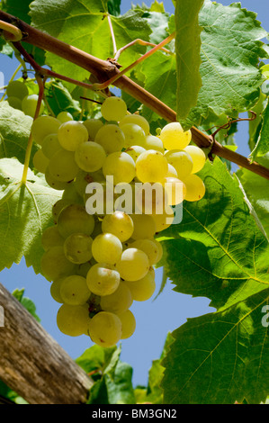 Un grappolo di uva bianca maturazione su un vitigno Foto Stock