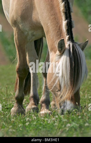 Pferd beim grasen / cavallo al pascolo Foto Stock