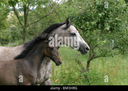 Stute mit Fohlen / mare con puledro Foto Stock