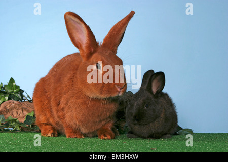 Kaninchen mit Jungem / conigli Foto Stock