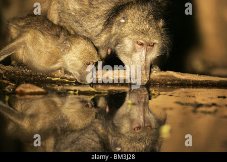 I babbuini chacma bere durante la notte Foto Stock