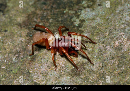 Woodlouse ragno femmina (Dysdera crocata: Dysderidae) femmina in un giardino, REGNO UNITO Foto Stock