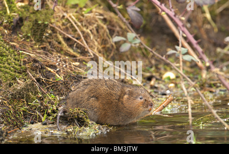 Acqua vole (Arvicola terrestris) Alimentazione accanto a un flusso REGNO UNITO Foto Stock