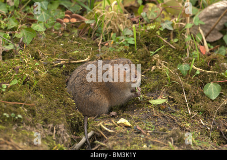 Acqua vole (Arvicola terrestris) Alimentazione accanto a un flusso REGNO UNITO Foto Stock