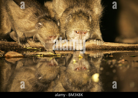 I babbuini chacma bere durante la notte Foto Stock