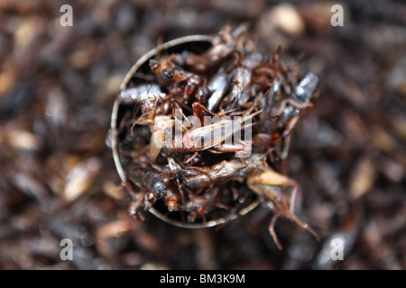 Grilli fritti in vendita nelle stradine della Siem Reap in Cambogia. Foto Stock