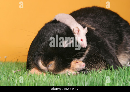 Widder & Maus / bunny & mouse Foto Stock